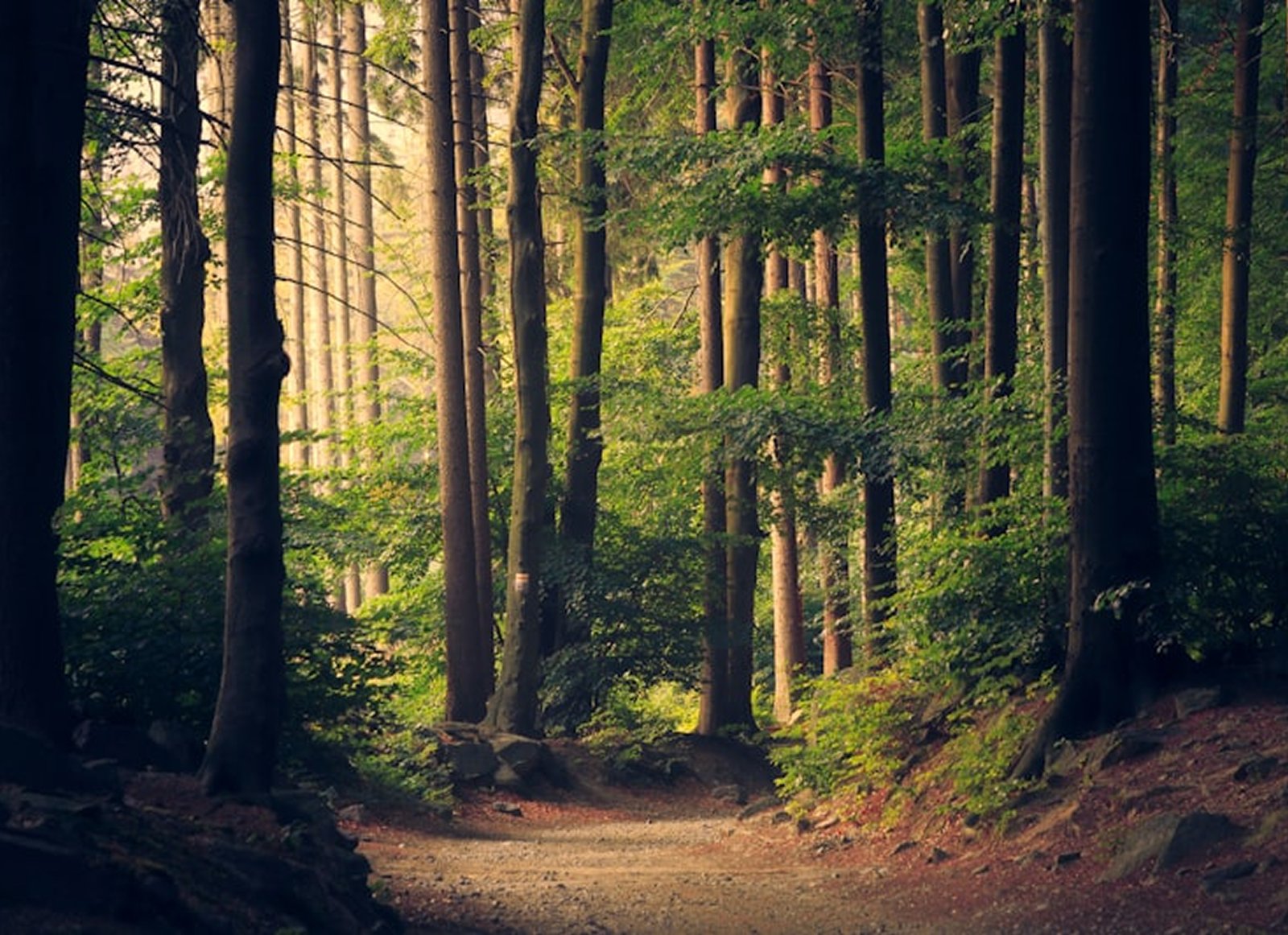Pine Forest Trail — Jalur hiking hutan pinus di Taman Dayu Pandaan